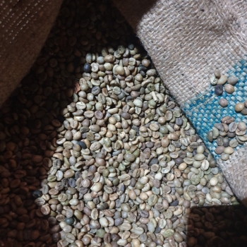 Unwashed Robusta green coffee beans S16